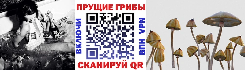 Галлюциногенные грибы MAGIC MUSHROOMS  купить закладку  Рошаль 